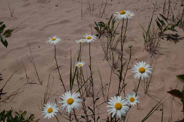 Daisies on the beach at the Bette Grise Preserve 